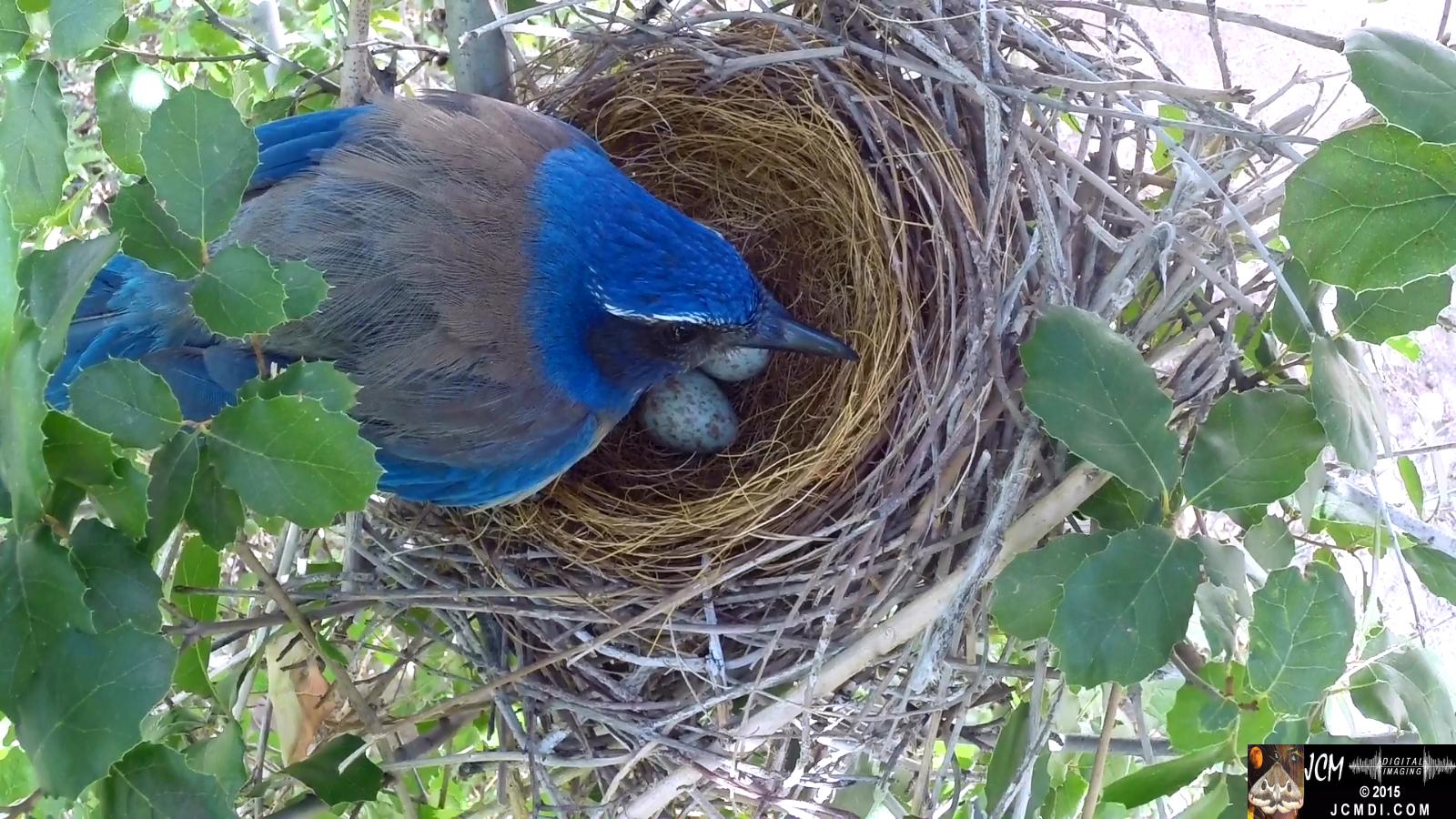 Scrub Jay nest and activity GoPro Hero3+ Black 3-3132015 Santa Clarita JCMDI.COM